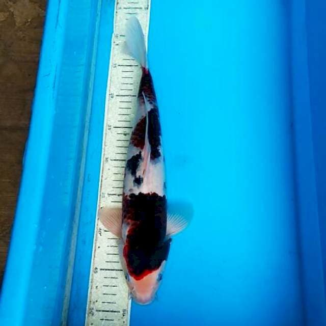 Goromo 38cm