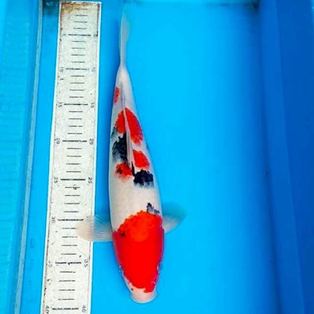 Sanke 36cm