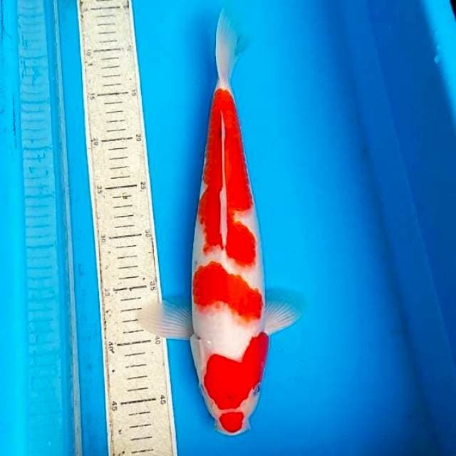 Sanke 39cm