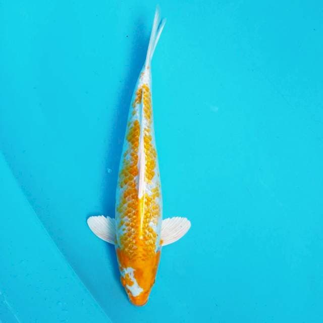 4. ±30cm QUEEN HARIWAKE