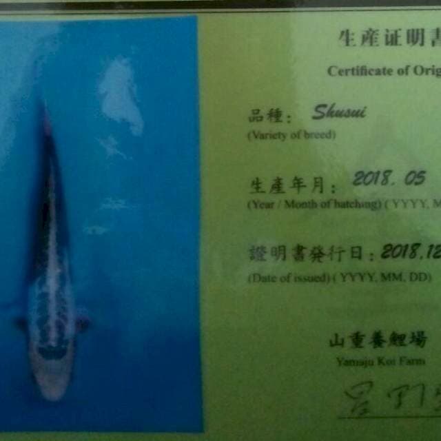 Shusui yamaju serty