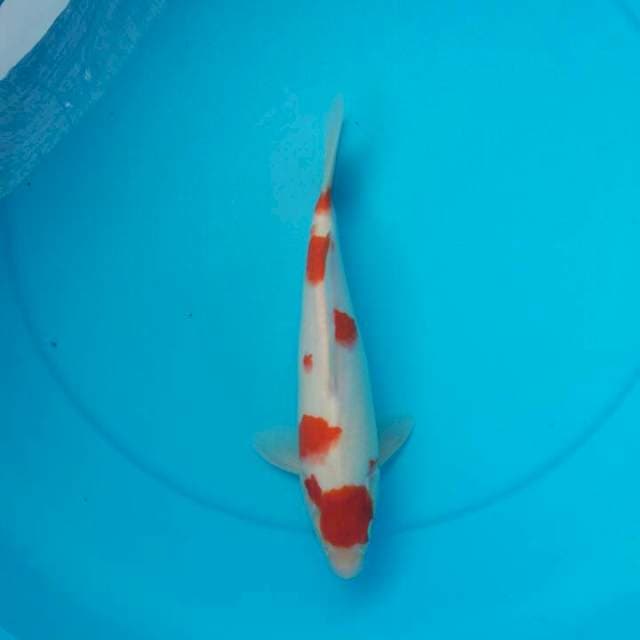 kohaku