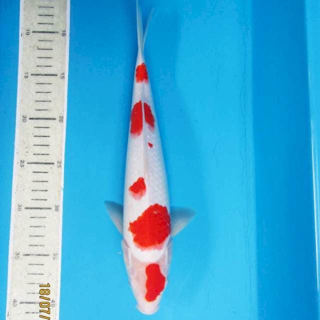 White - Kohaku