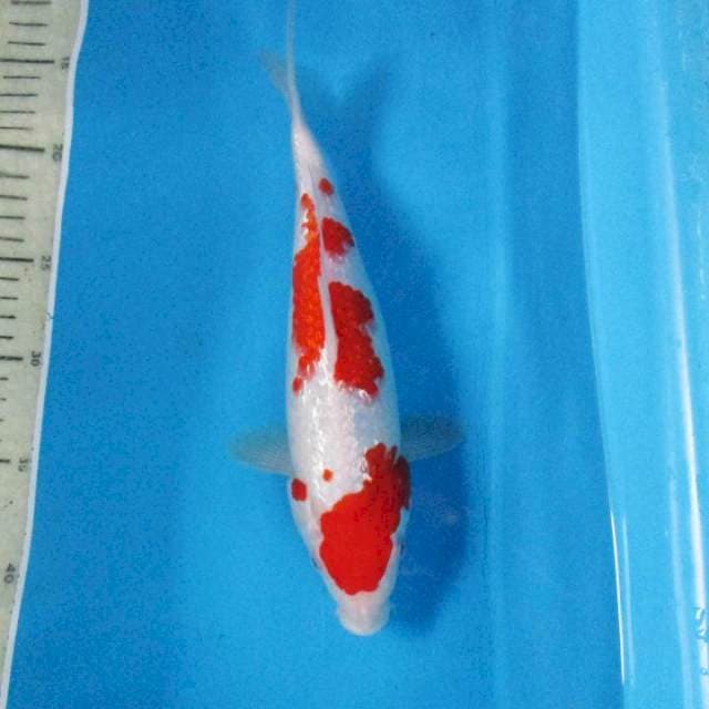 Ginrin A- Kohaku