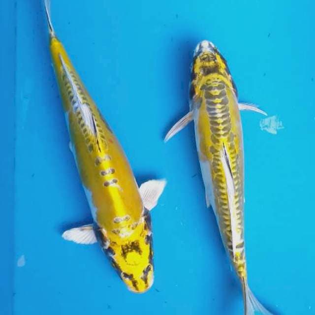 Duo kiko