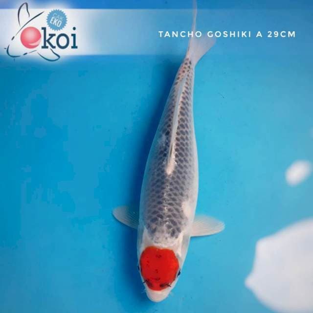 Tancho Goshiki ndut 29cm