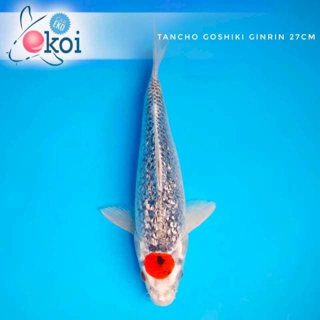 Tancho goshiki ginrin full blink blink