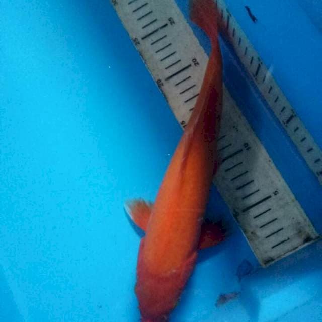 Benigoi 30cm