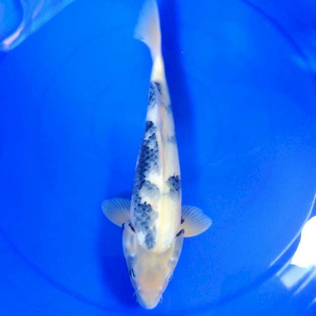 Tategoi 32cm calon jozzz