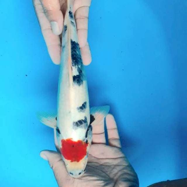 T. Showa tategoi