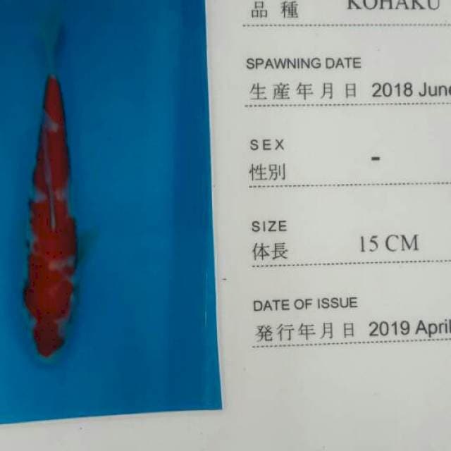 Kohaku anetto 18