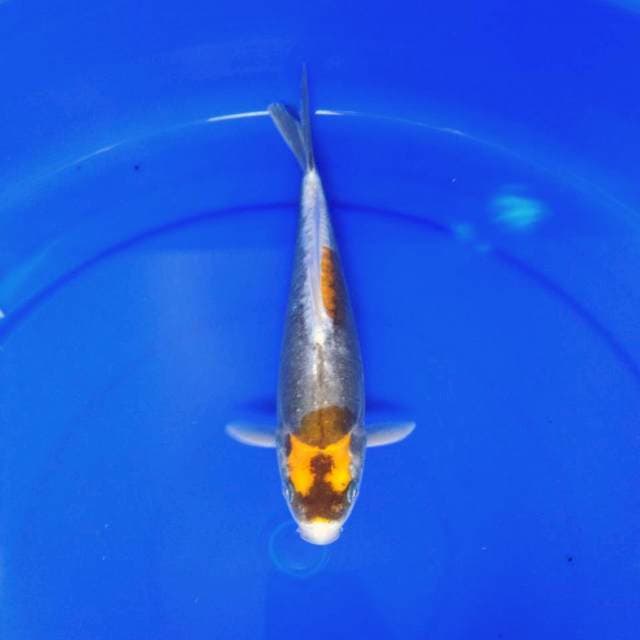 Kiko 28cm