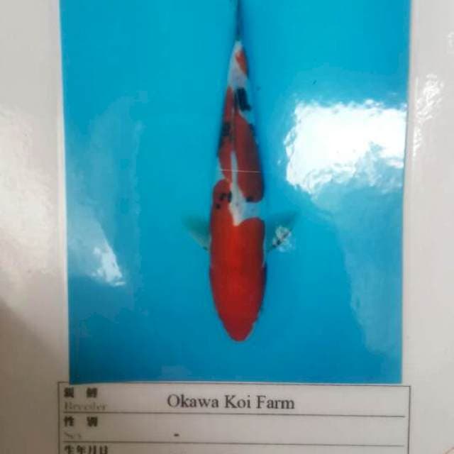 Sanke doitsu okawa 22cm