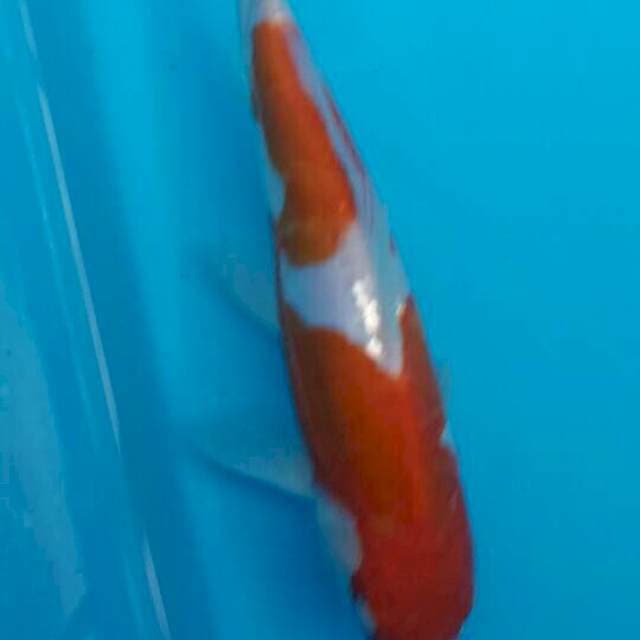 Kohaku doitsu shinoda 21cm