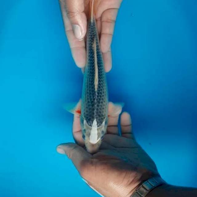 Asaghi
