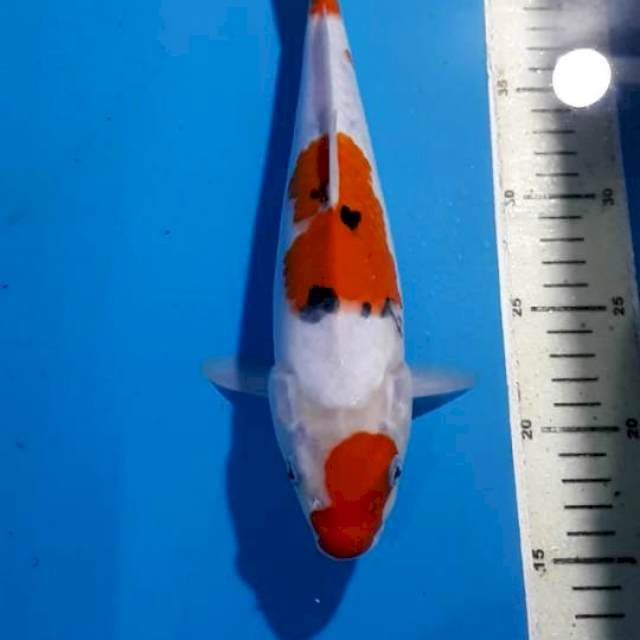 PK sanke 29cm doitsu