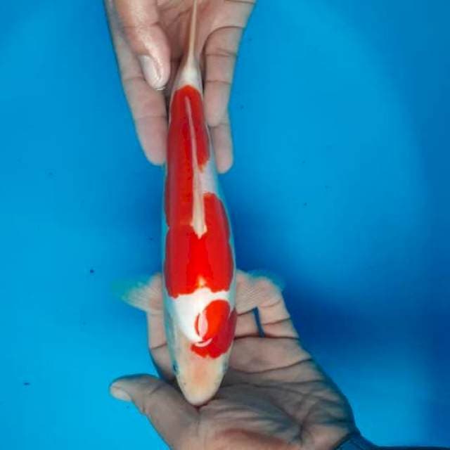 Kohaku