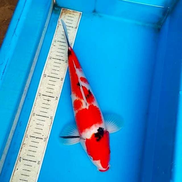 Sanke 35cm