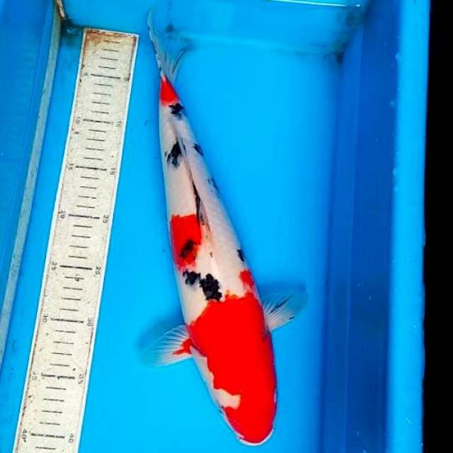Sanke 41cm