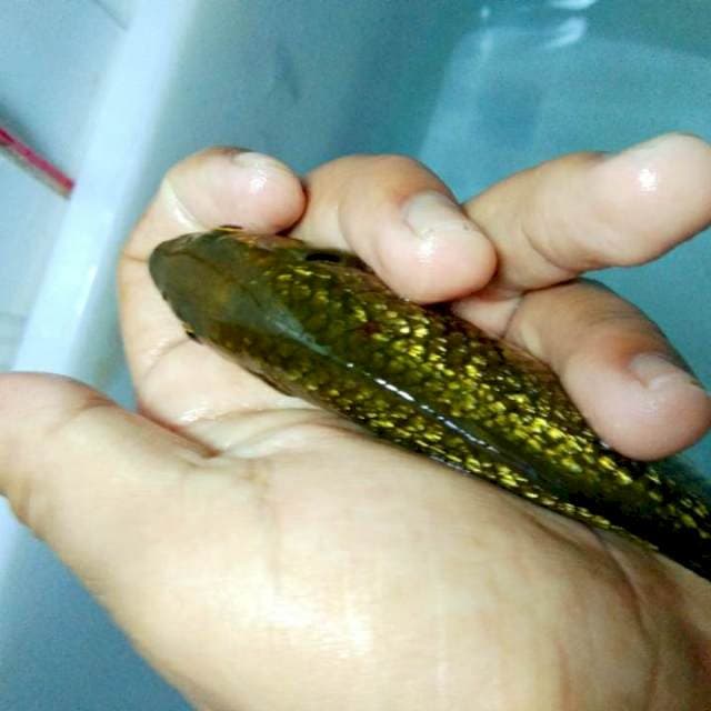 Chagoi ginrin 15cm super blink blink..