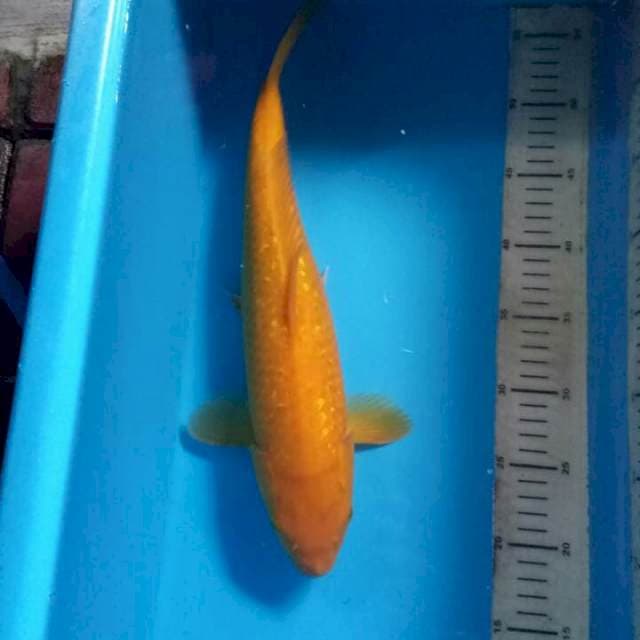 Karasi ginrin 39cm