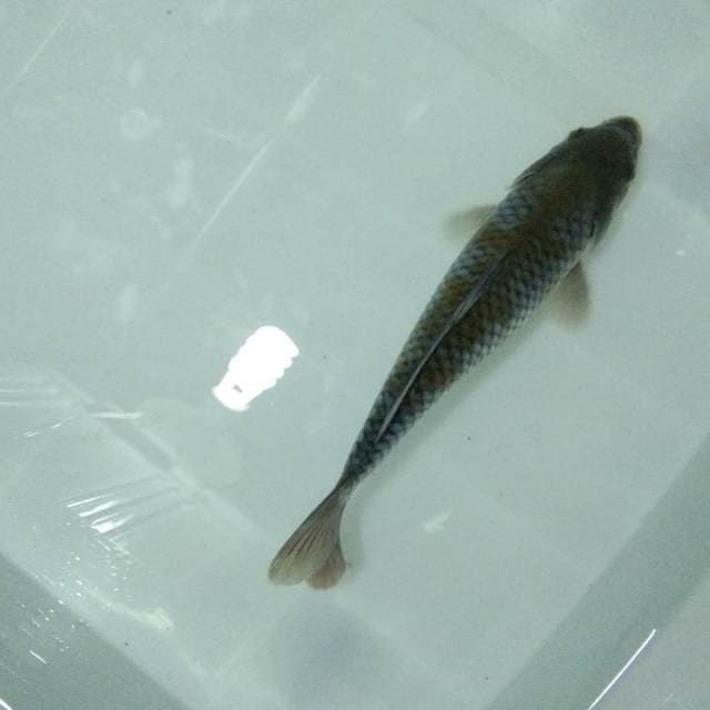 Ochiba 30 BU