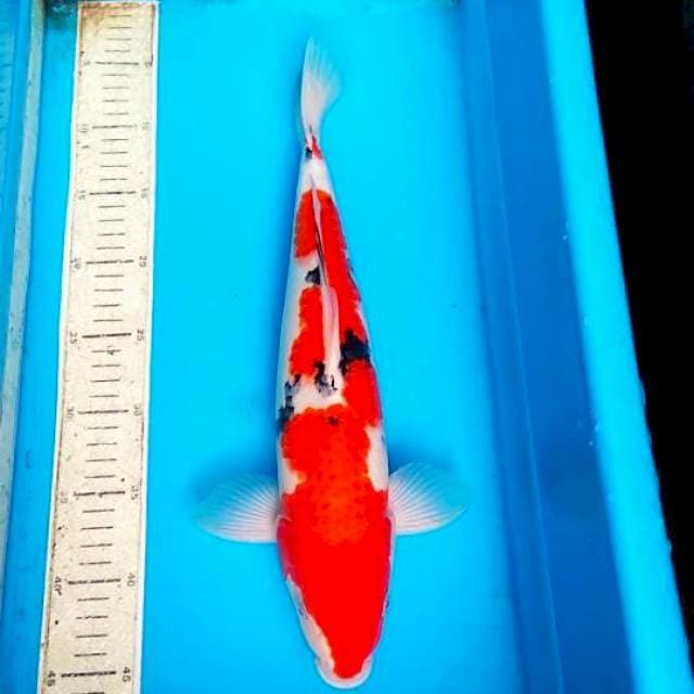Sanke 40cm