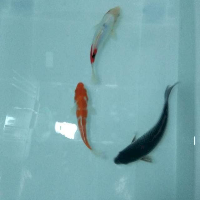 Trio wekwek [kohaku, sanke doits, cagoi} 20bu