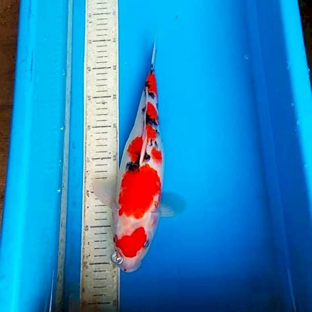 Sanke 35cm