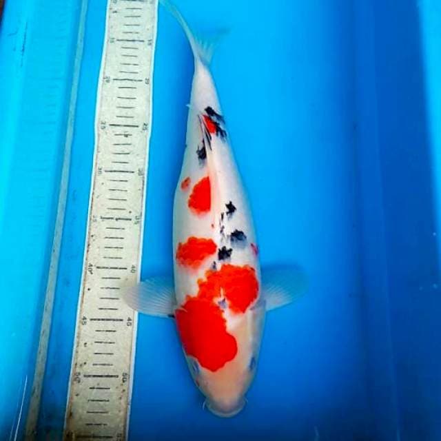 Sanke 40cm