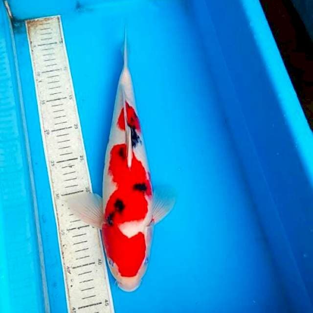 Sanke 38cm