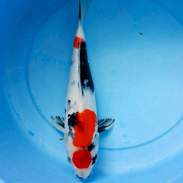Maru showa 35cm