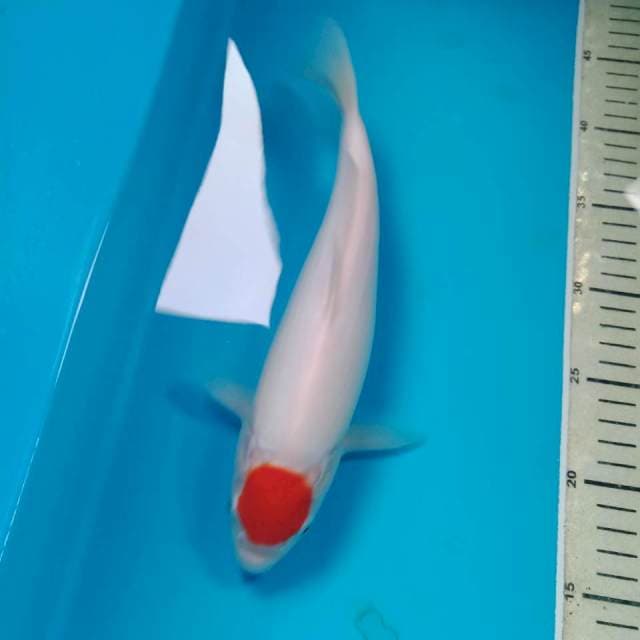 Tancho 29 cm
