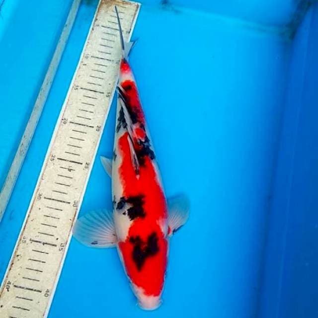 Sanke 35cm