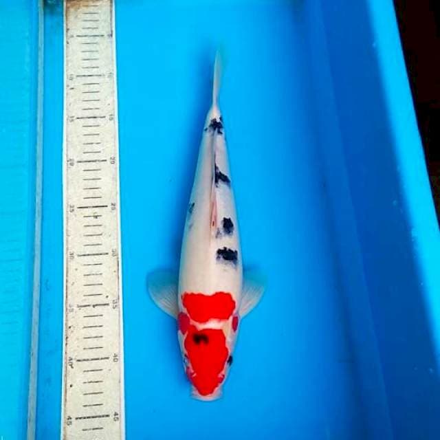 Sanke 35cm