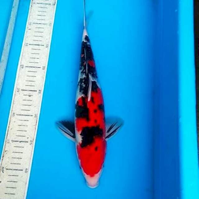 Sanke 36cm