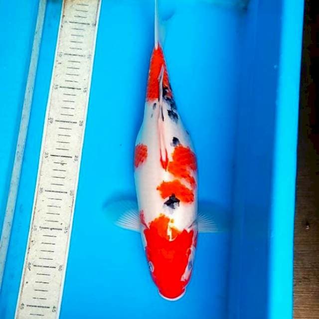 Sanke 41cm