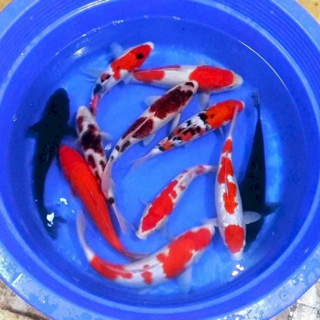 Mik koi