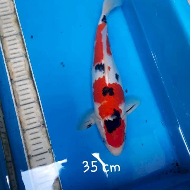 Sanke 35 cm