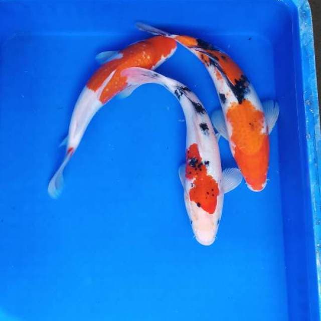 Mix kohaku sanke