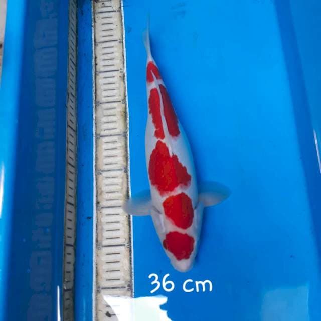 Kohaku 36 cm