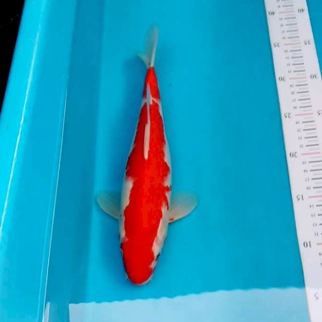 KOHAKU ASLI MERAH
