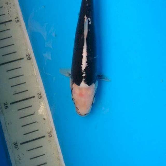 Ikan siluman