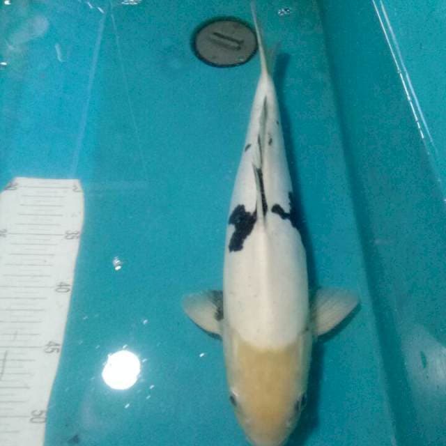 SHIRO DOITSU MURNI..PUTIH SALJU..