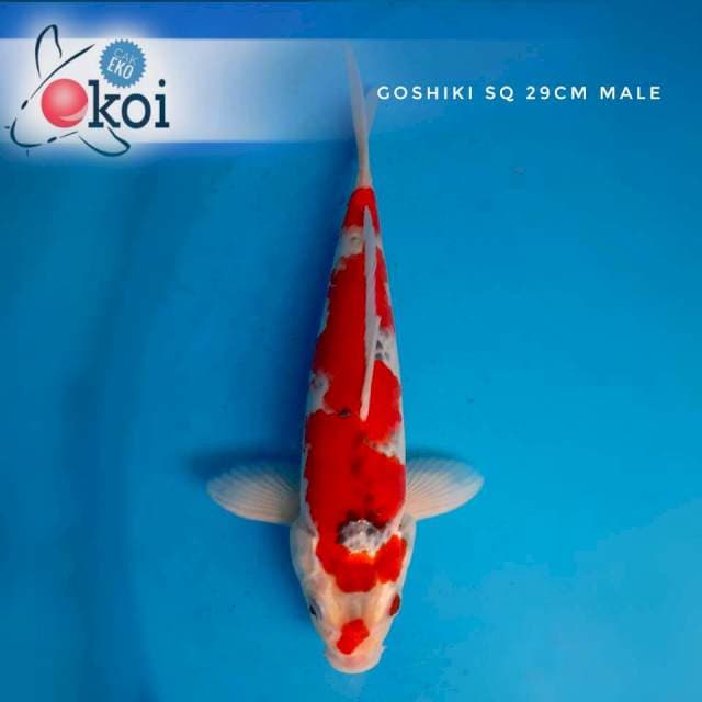 Goshiki merah strong pola inazuma