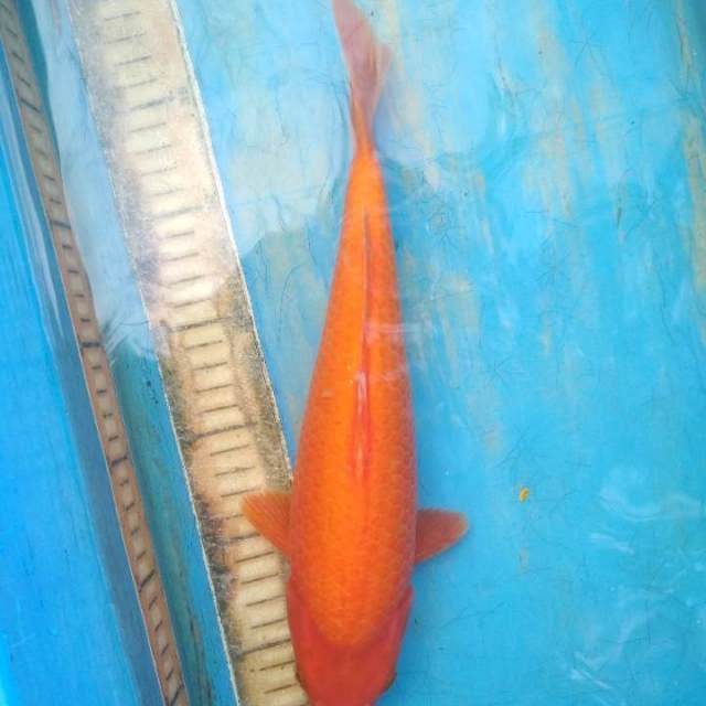 Red karasi 30 cm.