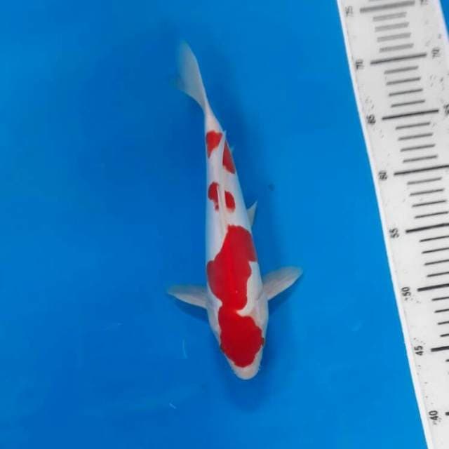 Kohaku doitsu murni