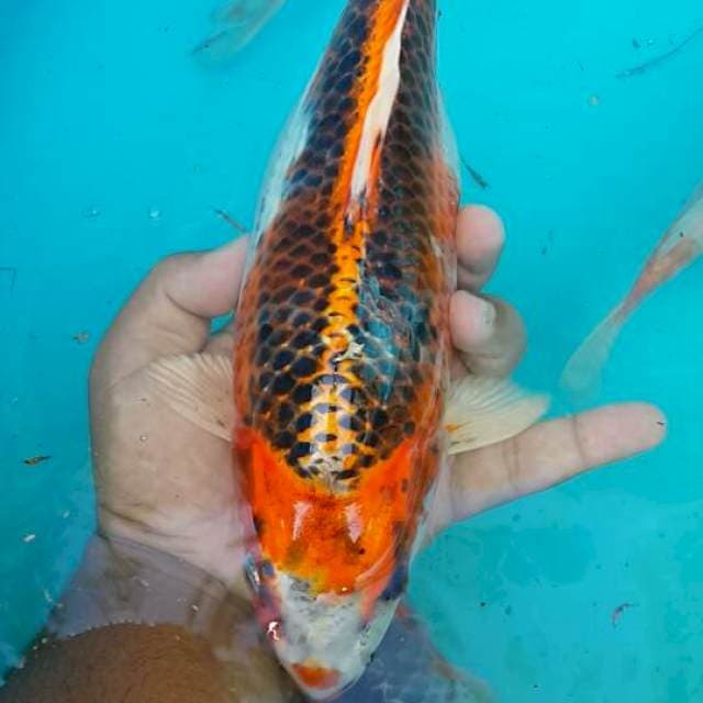 Kujaku 35 bu