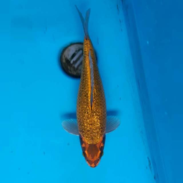 Kawari ginrin male