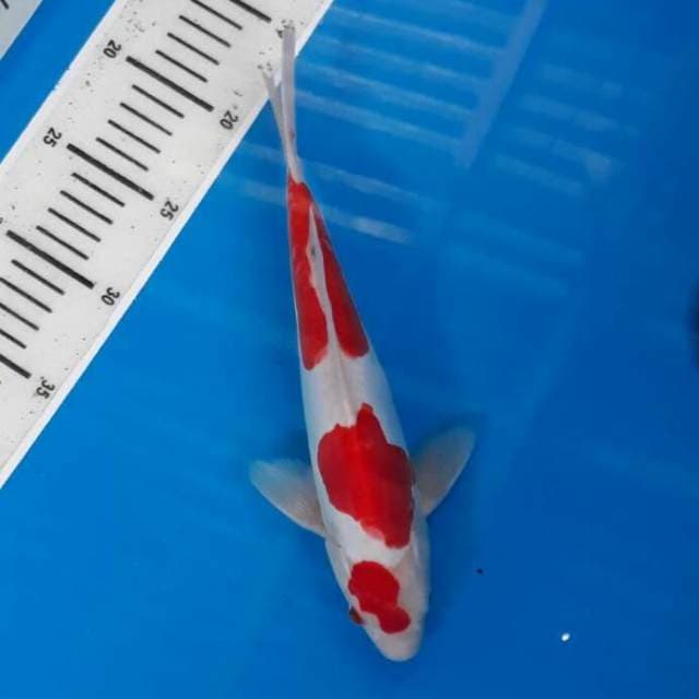 Kohaku doitsu murni